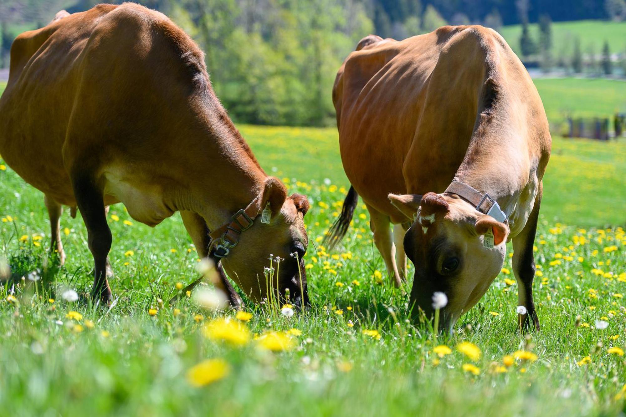 Ferienhof Duerlinde Hittisau Ngoại thất bức ảnh
